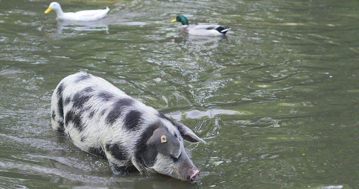 IdaPlus-Patenschaft- Schwimmschweine-Turopolje-Schweine-Tierpark-Arche-Warder