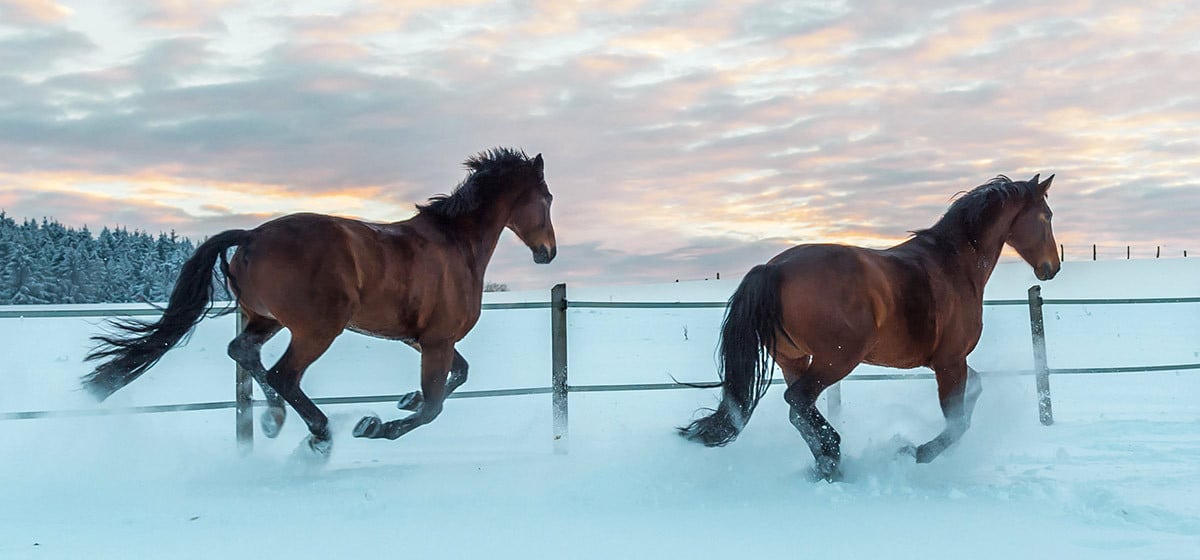 winter-tipps-für-pferd-und-reiter