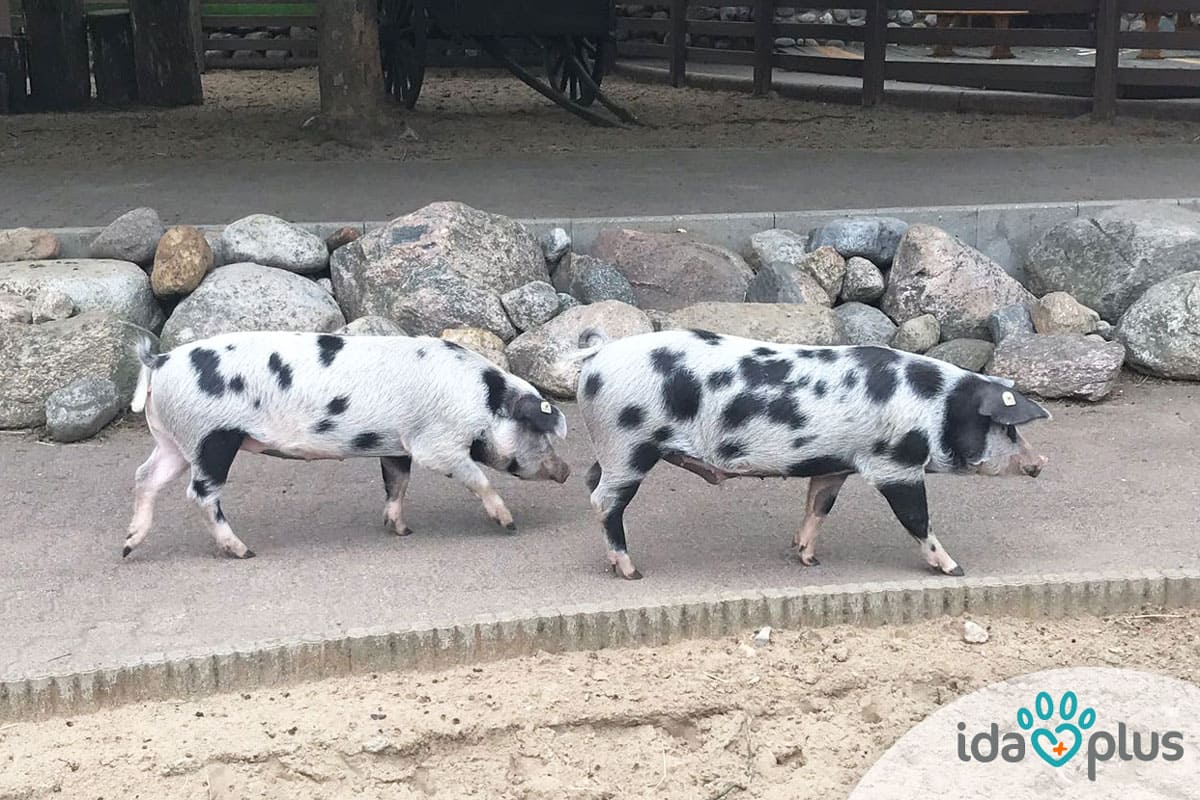 Ida-plus-Patenschaft-Schwimmschweine-im-Tierpark-Arche-Warder