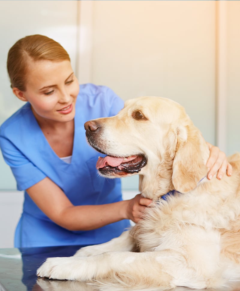 Vestibularsyndrom beim Hund behandeln